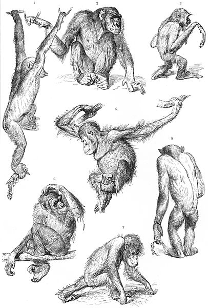 1, 2, 5 och 6 chimpanshona, 3 gibbon, 4 och 7 orangutang