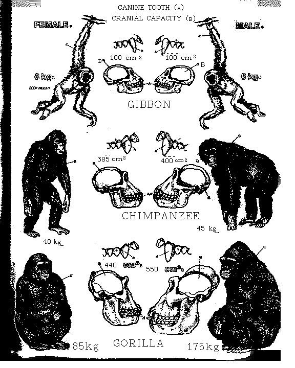 Könsdimorfism his andra primater. Skillnaderna är små hos gibboner som är monogama (låg intrasexuell konkurrens) och stor hos gorillor som är polygama (stor intrasexuell konkurrens)