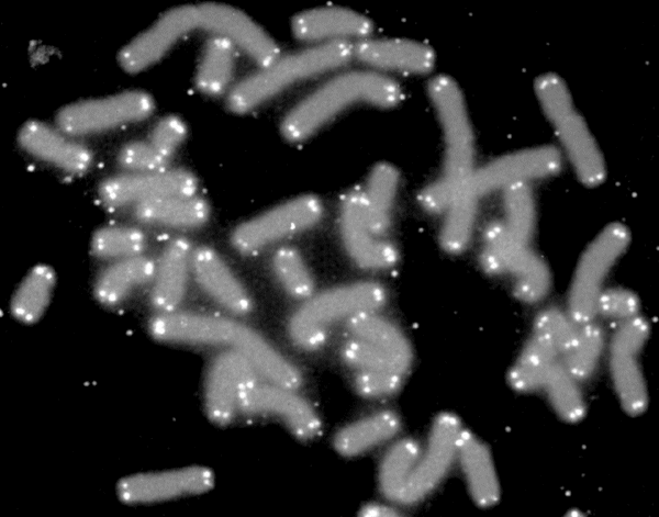 Kromosomer (grå) med telomerer i ändarna (vita)